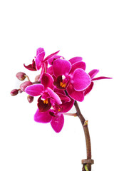 Naklejka na ściany i meble Small Purple Moth Orchid - Mini Phalaenopsis