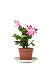 Naklejka na ściany i meble Pink Schlumbergera, Christmas cactus or Thanksgiving cactus on white background.