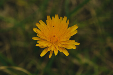yellow dandelion flower