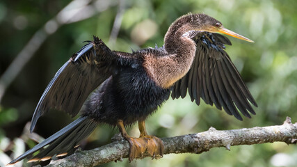 The anhinga (Anhinga anhinga) is found year-round throughout Florida, often sunning itself with its wings spread and neck outstretched on highly visible perches in wetlands and swamps.