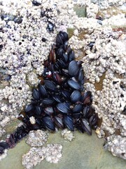 Barnacles at the beach of the Cathedrals,  Galicia, Spain 