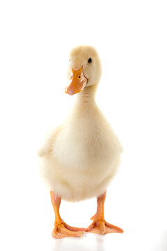 Cute Little Pretty Duckling is Posing On Isolated White Background