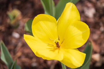 Yellow tulip close-up