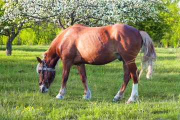 Obraz premium Defocus beautiful red horse grazing in a meadow in spring. Nature blossom background. Horse eating grass. Out of focus