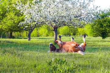 A horse is rolling on a meadow. Defocus beautiful brown horse playing in a meadow in spring. Nature...