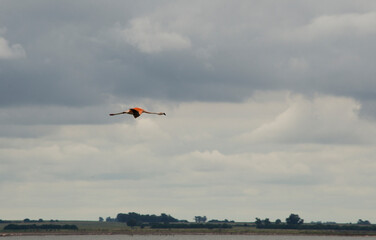 Fototapeta na wymiar flamingo flying over a lake, pink long-legged bird in flight