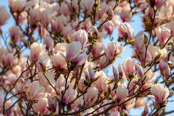 Selective focus branches of Magnolia full bloom on the tree, White pink flower in spring, Magnolia is a large genus of flowering plant species in the subfamily Magnolioideae, Nature floral background.