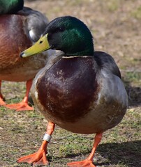 allard duck