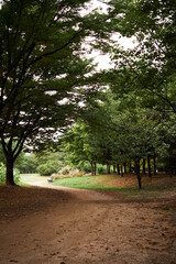 Park walkway in Seoul, South Korea.
