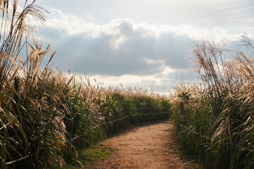 It is a Haneul Park in Seoul where you can see a lot of silver grass.
