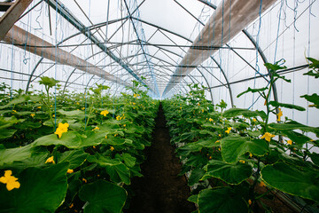 Growing of cucumbers in a modern greenhouse