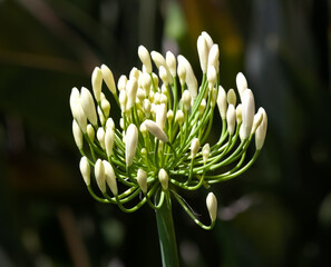 Fototapeta premium white lily of the Nile flower closeup with blurred multicolored background