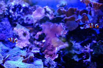 Familia de peces payaso nadando entre sus corales preferidos