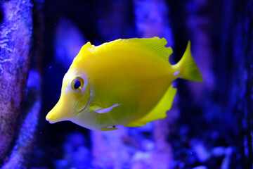 Primer plano de un pez cirujano amarillo nadando calmadamente