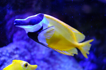 Pez tropical amarillo y negro en nadando con su amigo el pez cirujano