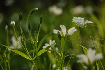 Białe kwiaty na łące