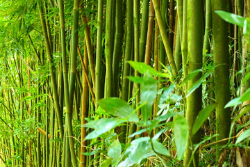 Power to the Green bamboo in the tropical forest