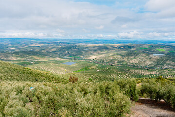 Fototapeta premium Panoramic view of a valley with olive plantations in Andalucia, Jaén.