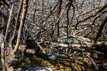 Tangled heap of fig branches without leaves, tangled skittish.