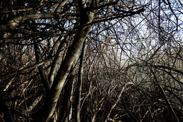 Tangled heap of fig branches without leaves, tangled skittish.