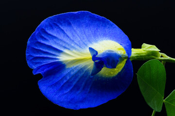 Blue flower in black background. Butterfly pea (Clitoria ternatea) used as a food and herbal...