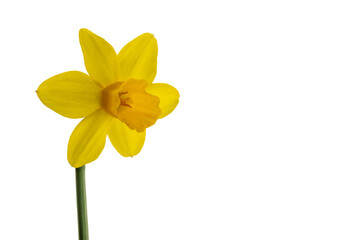 yellow narcissus flower isolated on white background, copy space clipping path