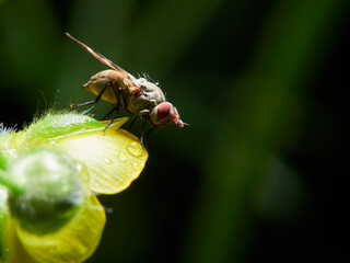 fly on a flower