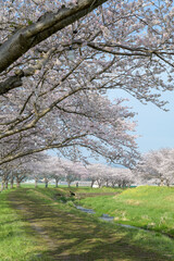 ●草場川の桜並木