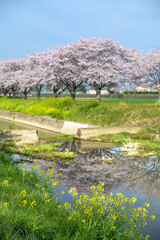 ●草場川の桜並木