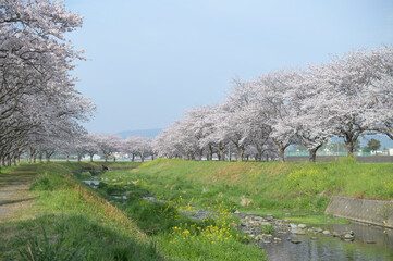 ●草場川の桜並木