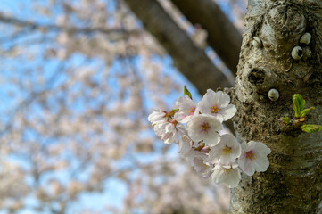 バラ科の桜