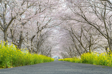Fototapeta premium 桜のトンネル