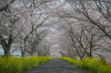 Obraz premium 桜と菜の花