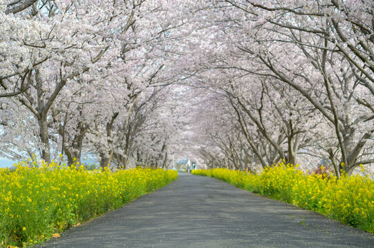 どこまでもでも続く桜並木と菜の花ロード
