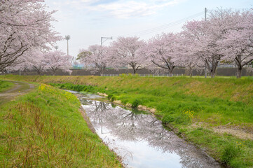 桜並木と小川