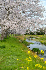 草場川の桜並木