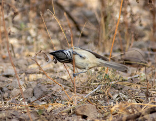 A bridled titmouse bird feeding on grass seeds. 