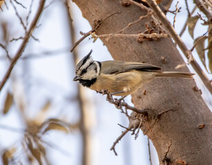 A bridled titmouse bird perched on a twig. 