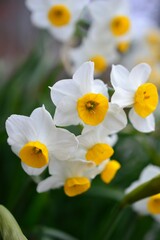 Naklejka premium 日本水仙 Narcissus tazetta var. chinensis