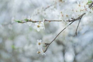 Frühling und Ostern als schöne Jahreszeit der Erneuerung der Natur