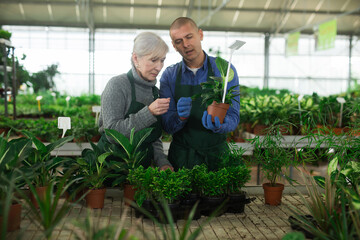 Senior woman and younger man in aprons standing in floral shop and discussing potted plant.