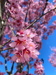 pink cherry blossom