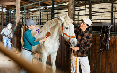 European and Asian women horse breeders grooming white horse in stable.