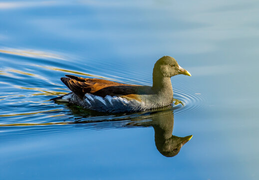 Sunlight reflects an image of common moorhen or gallinules image on the clear still water. 