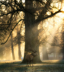 Portrait of Beautiful wild deer in the forest with amazing sunrise lights. Woburn park in England