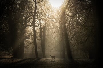 Fallow baby deer alone in the woods 