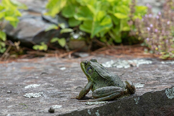 green frog, male, starting out to hunt