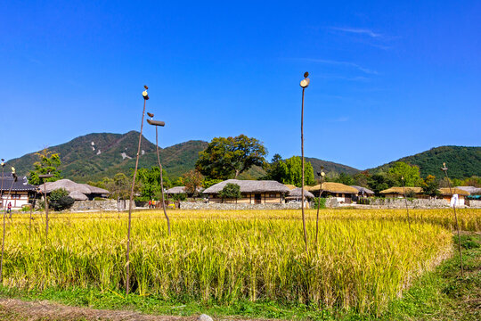 외암민속마을의 가을 풍경