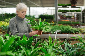 Positive aged woman choosing with interest potted ornamental home plants in store, holding pot with fresh green asplenium ..