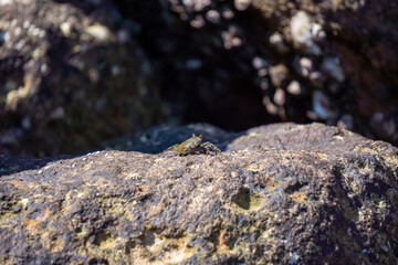 Crabs on the rocks in the sun